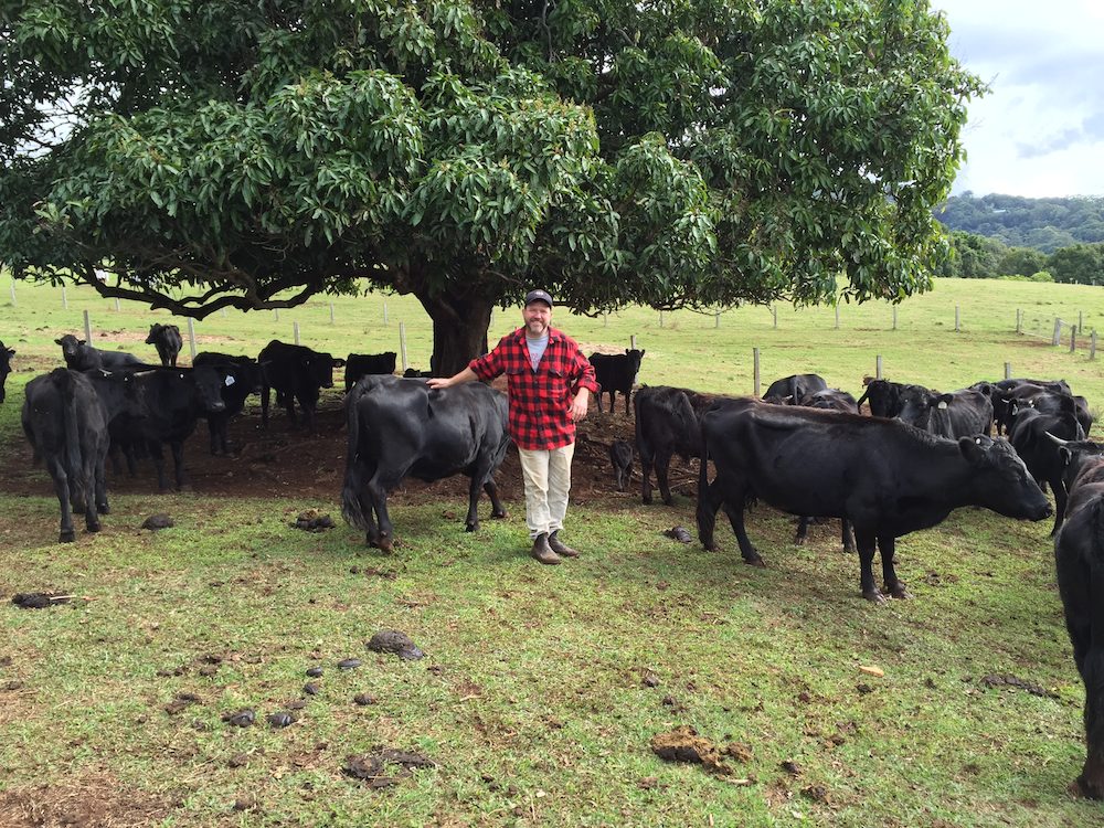 Black Dexter cattle with Greg Cromwell. Part of their diverse range of businesses.