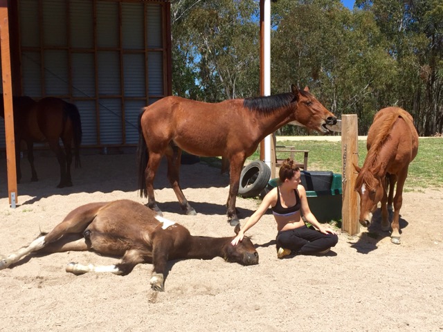 Beate Sommer's brumbies, including the yawning four-year-old at the back - relax into trust.