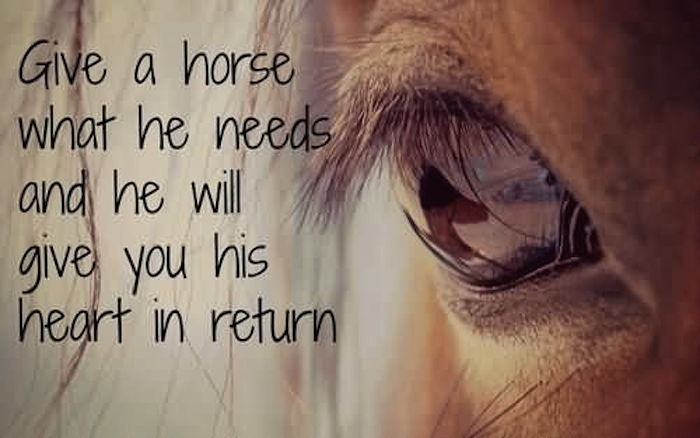 give-a-horse-what-he-needs-and-he-will-give-you-his-heart-in-return-horse-quote