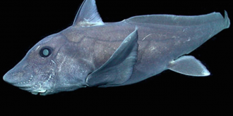 this-pointy-nosed-blue-chimaera-hydrolagus-cf-trolli-was-videotaped-by-mbaris-remotely-operated