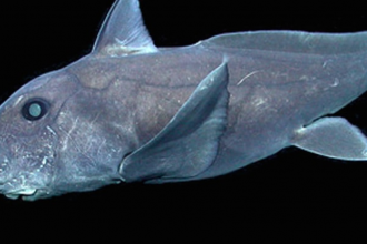 this-pointy-nosed-blue-chimaera-hydrolagus-cf-trolli-was-videotaped-by-mbaris-remotely-operated