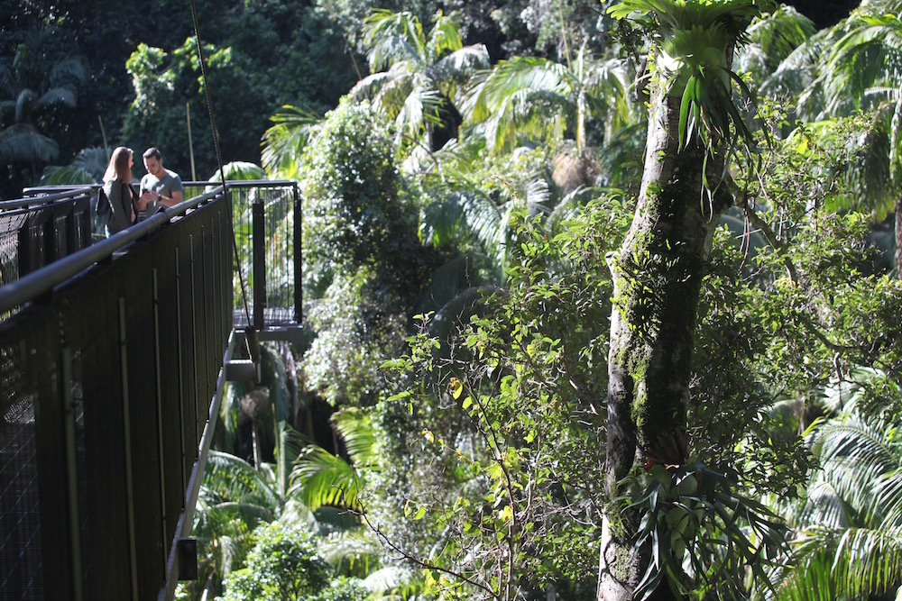The Skywalk - 40 metres up is a great way to see the rainforest.