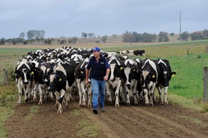 Terry Toohey, chairman of the ADF (Australian Dairy Farmers) Animal Health and Welfare Policy Advisory Group pictured on his dairy farm at Casino. photo Jacklyn Wagner