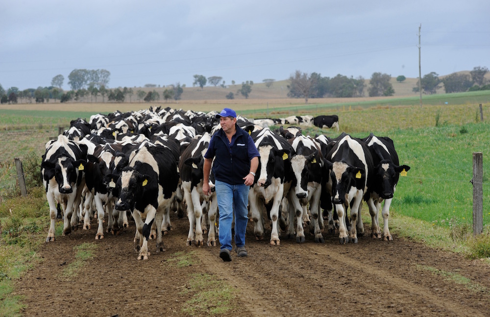 Terry Toohey, chairman of the ADF (Australian Dairy Farmers) Animal Health and Welfare Policy Advisory Group pictured on his dairy farm at Casino. photo Jacklyn Wagner