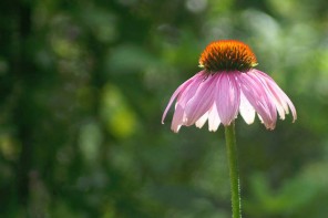 echinacea-medicinalherbshq