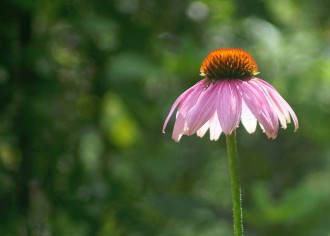 echinacea-medicinalherbshq