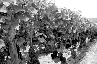 pinot-noir-vineyard