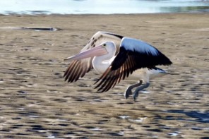 Coming into land - a pelican at Brunswick Heads