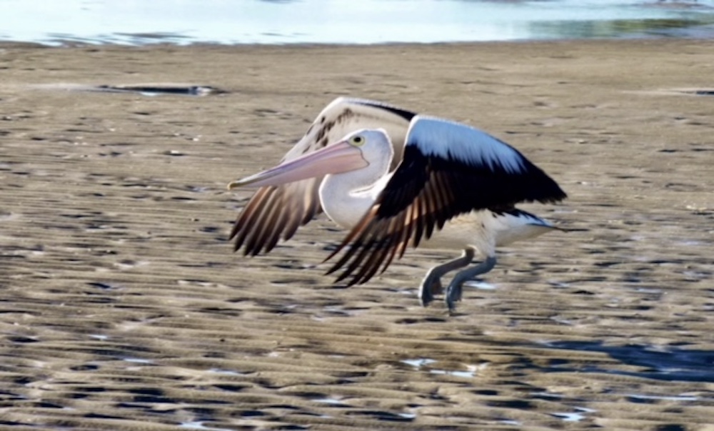Coming into land - a pelican at Brunswick Heads