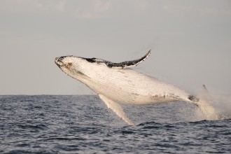 Whale at Lennox Head.  Photo: Craig Parry. Craig Parry Photography.