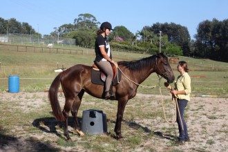 Aurelie - the early days of training an ex-racehorse.